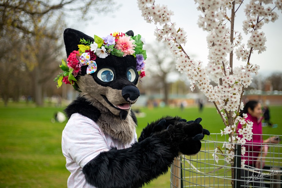 hyperdefined's fursona standing next to cherry tree